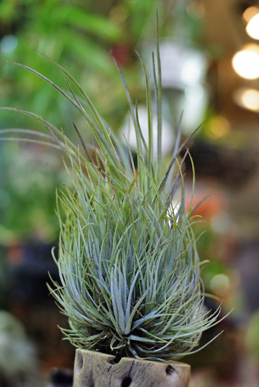 Tillandsia utriculats@ssp.pringlei