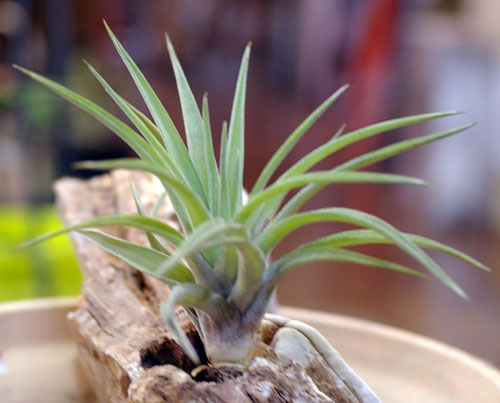 Tillandsia velutina