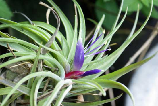 Tillandsia velutina