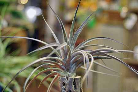 Tillandsia vernicosa 'Purple Clone'