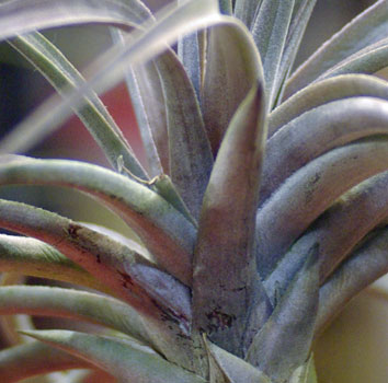 Tillandsia vernicosa 'Purple Clone'