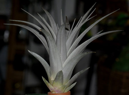 Tillandsia vernicosa