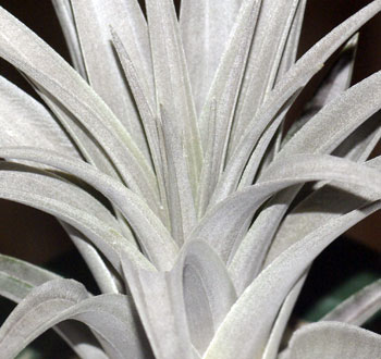 Tillandsia vernicosa