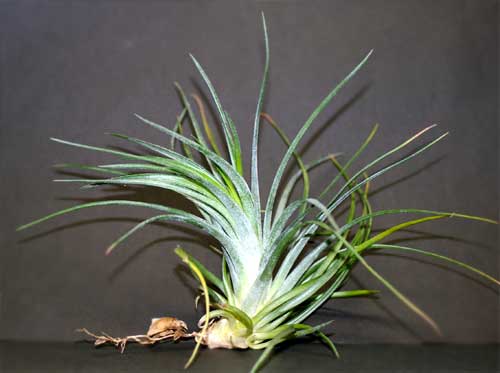 Tillandsia Victoria