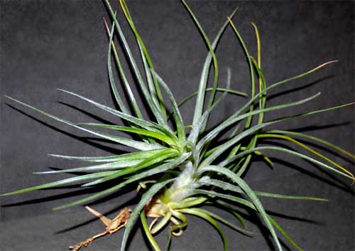 Tillandsia Victoria