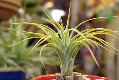 Tillandsia Victoria