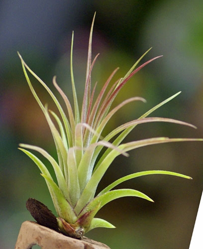 Tillandsia Victoria