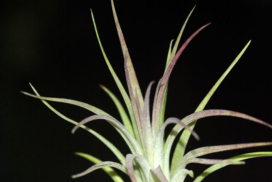 Tillandsia Victoria