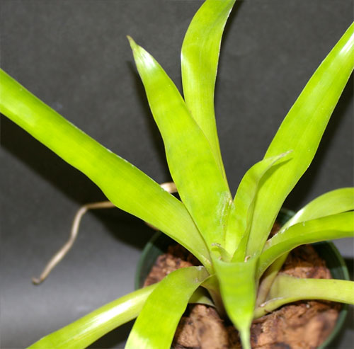 Tillandsia viridiflora