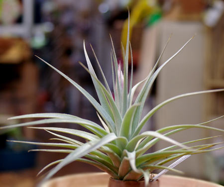 Tillandsia 'White Star