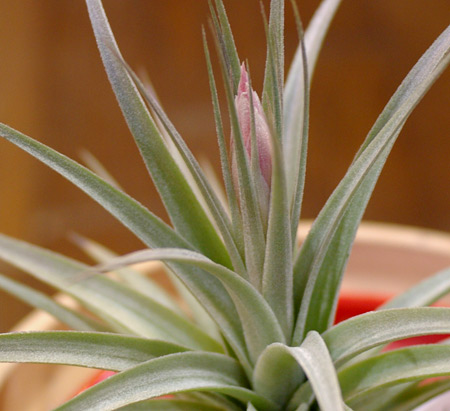 Tillandsia 'White Star'