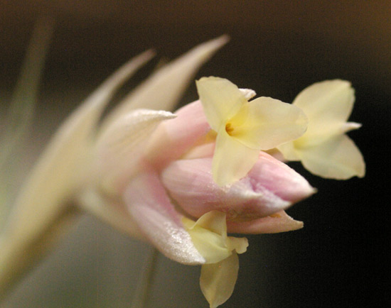 Tillandsia 'White Star'