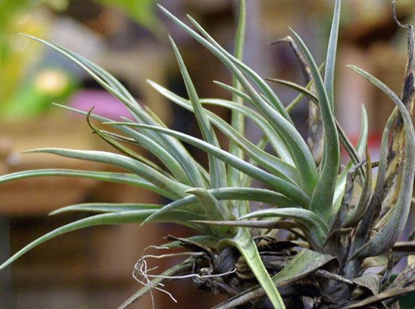 Tillandsia@xiphioides