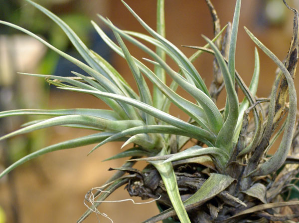 Tillandsia xiphioides