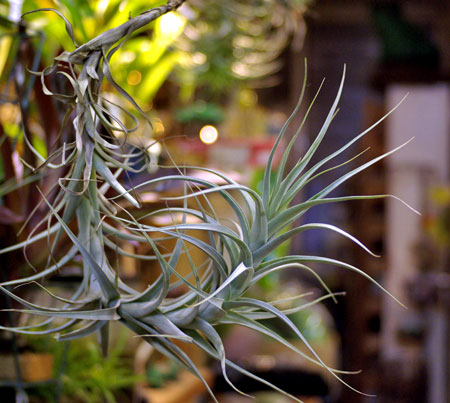 Tillandsia vernicosa xiphioides var.prolata