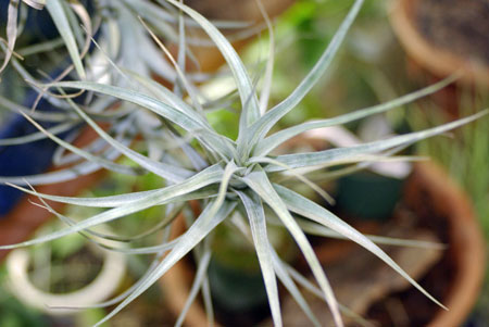 Tillandsia xiphioides var.prolata