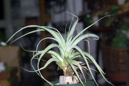 Tillandsia X marceloi