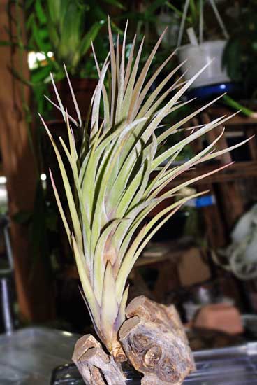 Tillandsia x nidus