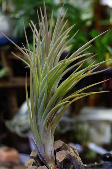 Tillandsia x nidus