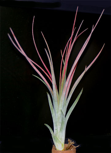 Tillandsia x nidus