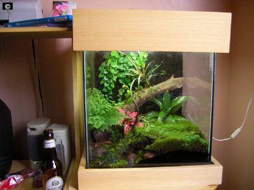 http://www.wildsky.sakura.ne.jp/vivarium/070719leon ard03.jpg